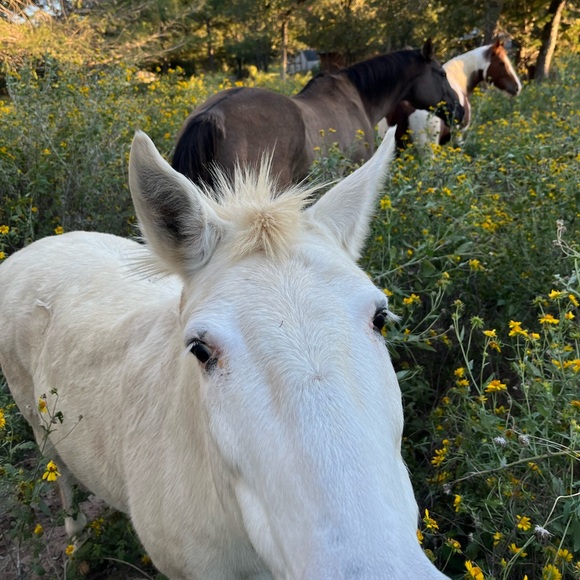 Meet your Posher, Jill - Picture 7 of 8